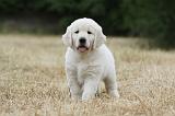 GOLDEN RETRIEVER 702
